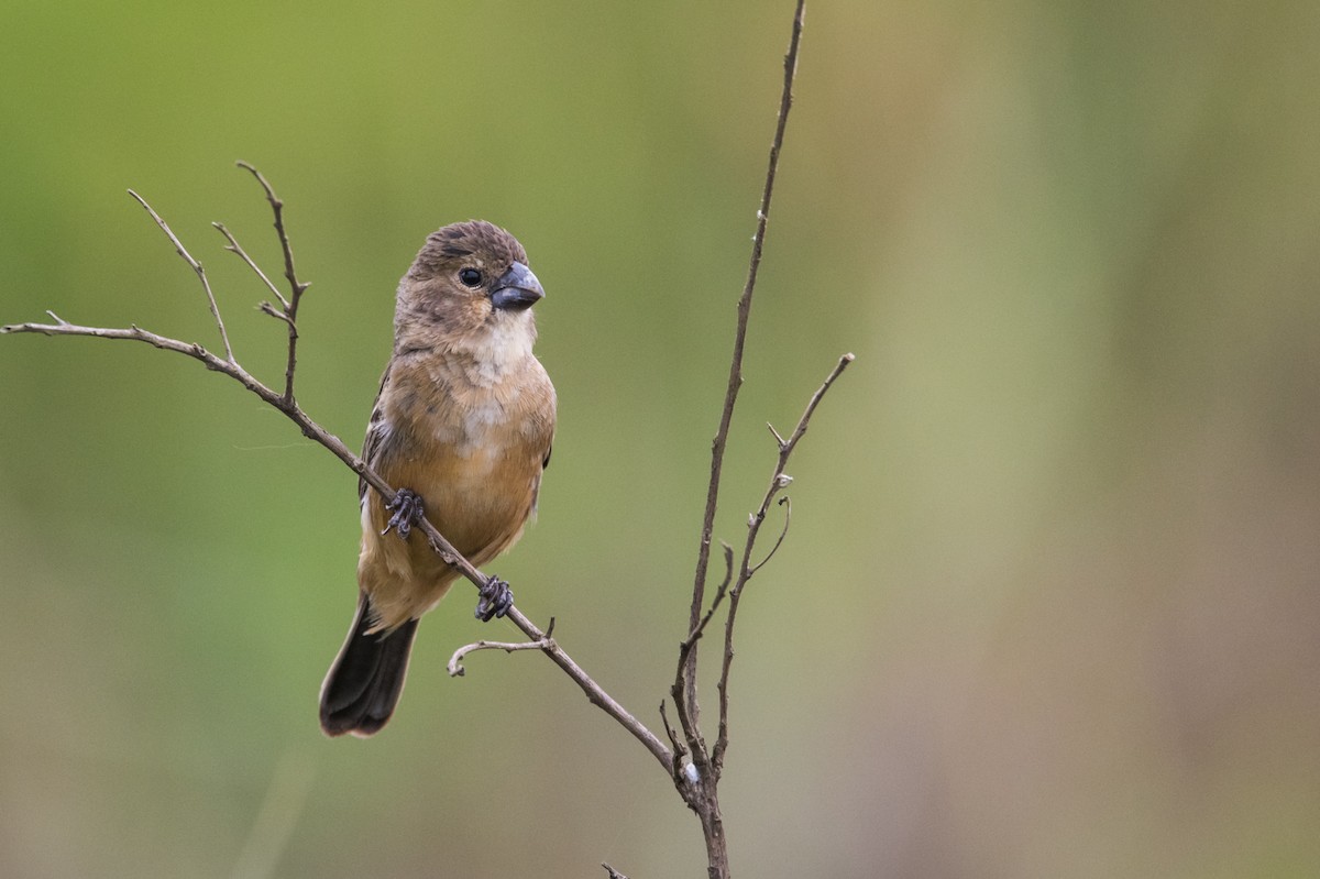 Rusty-collared Seedeater - ML83155391