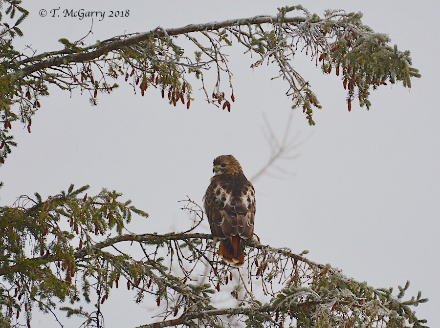 Red-tailed Hawk - ML83157411