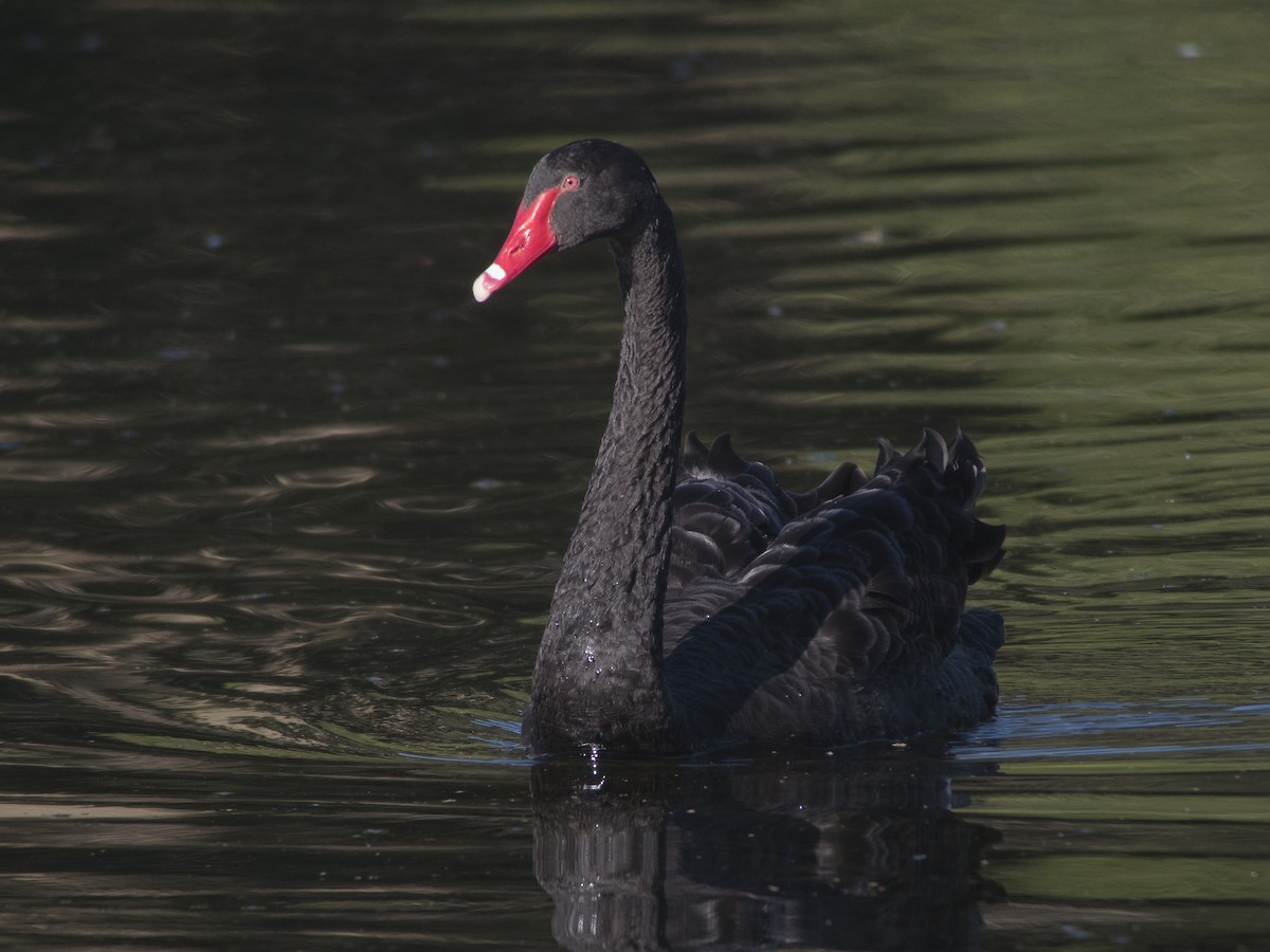 Black Swan - Glenn Kincaid