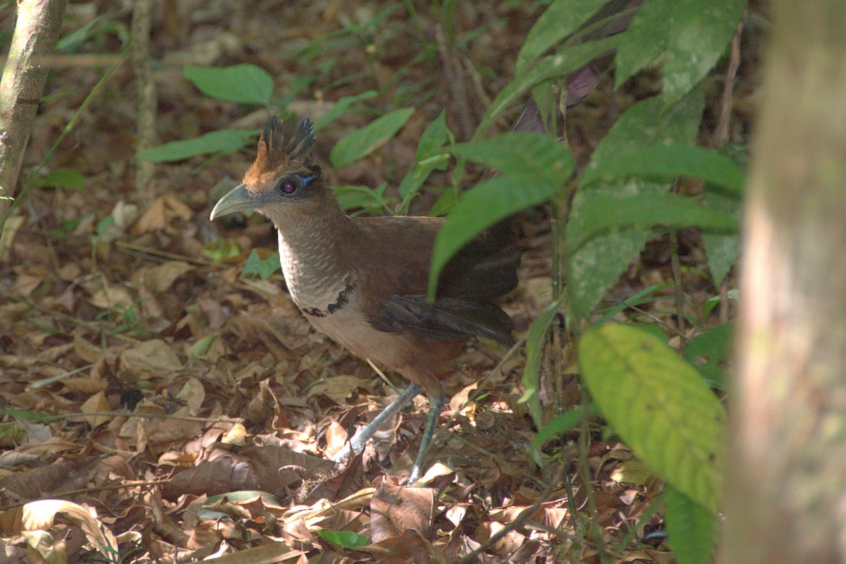 Rufous-vented Ground-Cuckoo - ML83160961