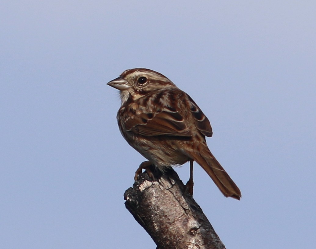Song Sparrow - mitchell HARRIS