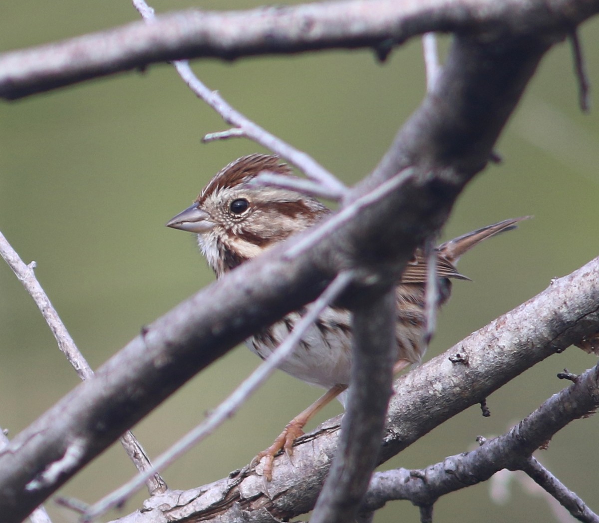 Song Sparrow - mitchell HARRIS