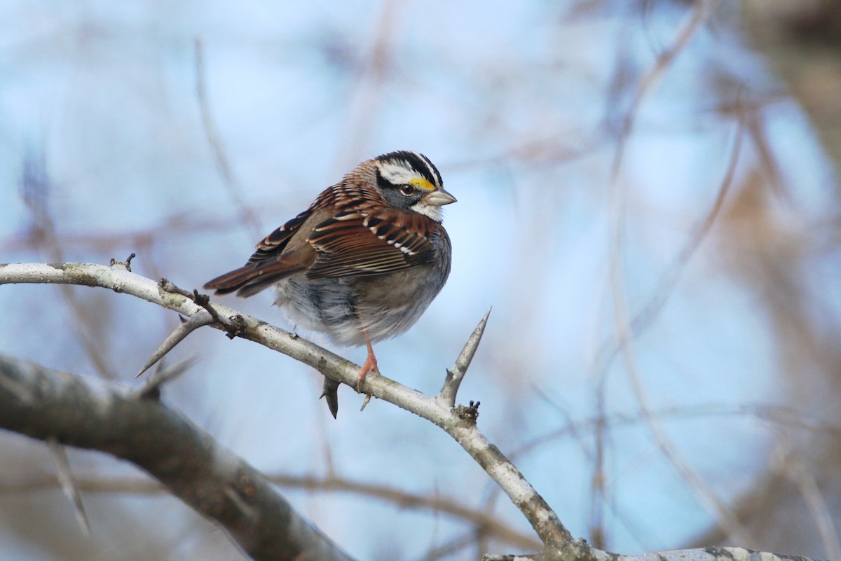 White-throated Sparrow - Ken Oeser