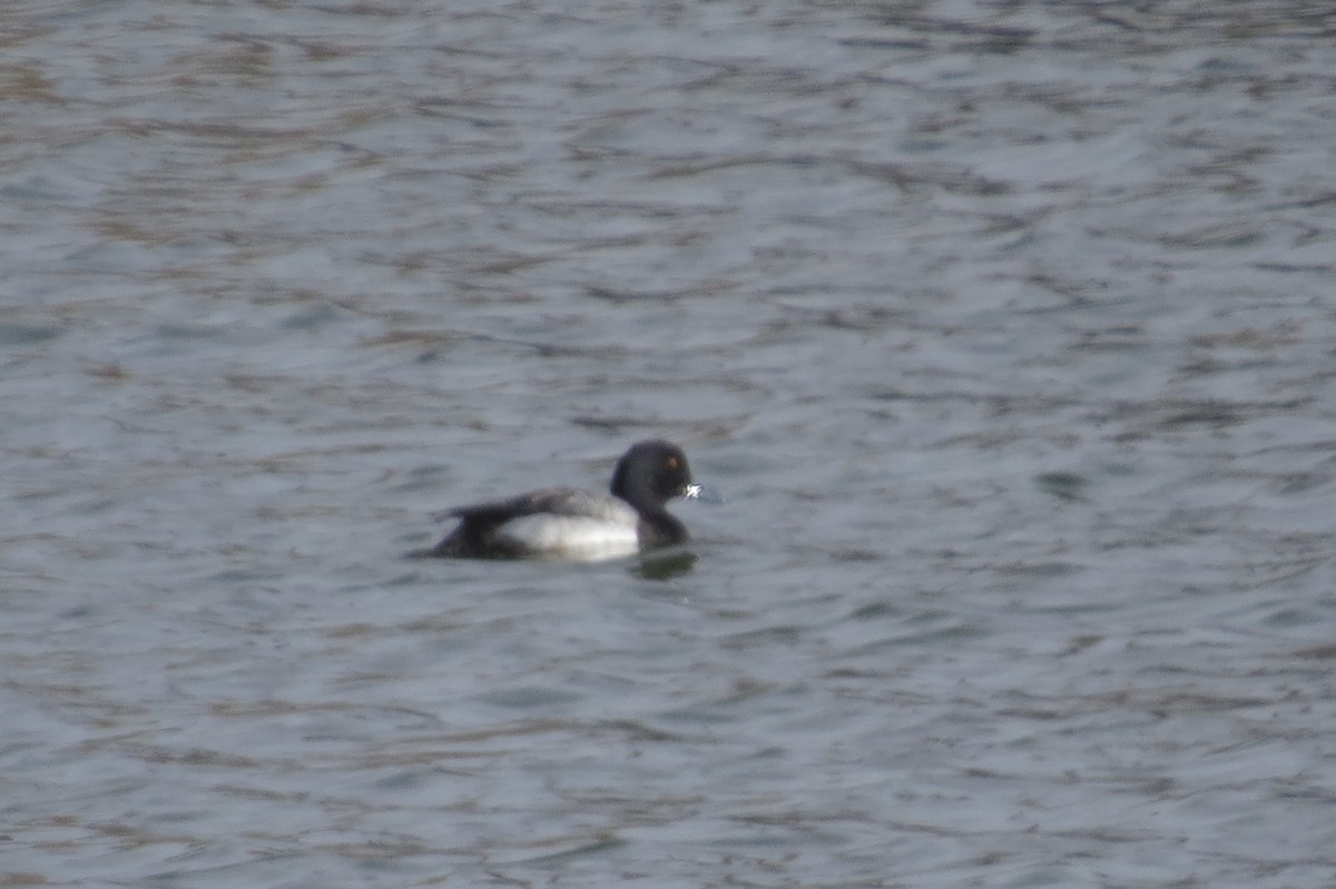 Greater Scaup - ML83162361