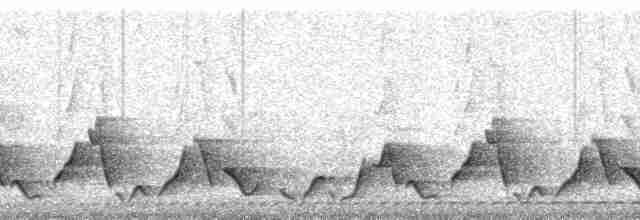 Düz Kuyruklu Çıtkuşu [euophrys grubu] - ML83163