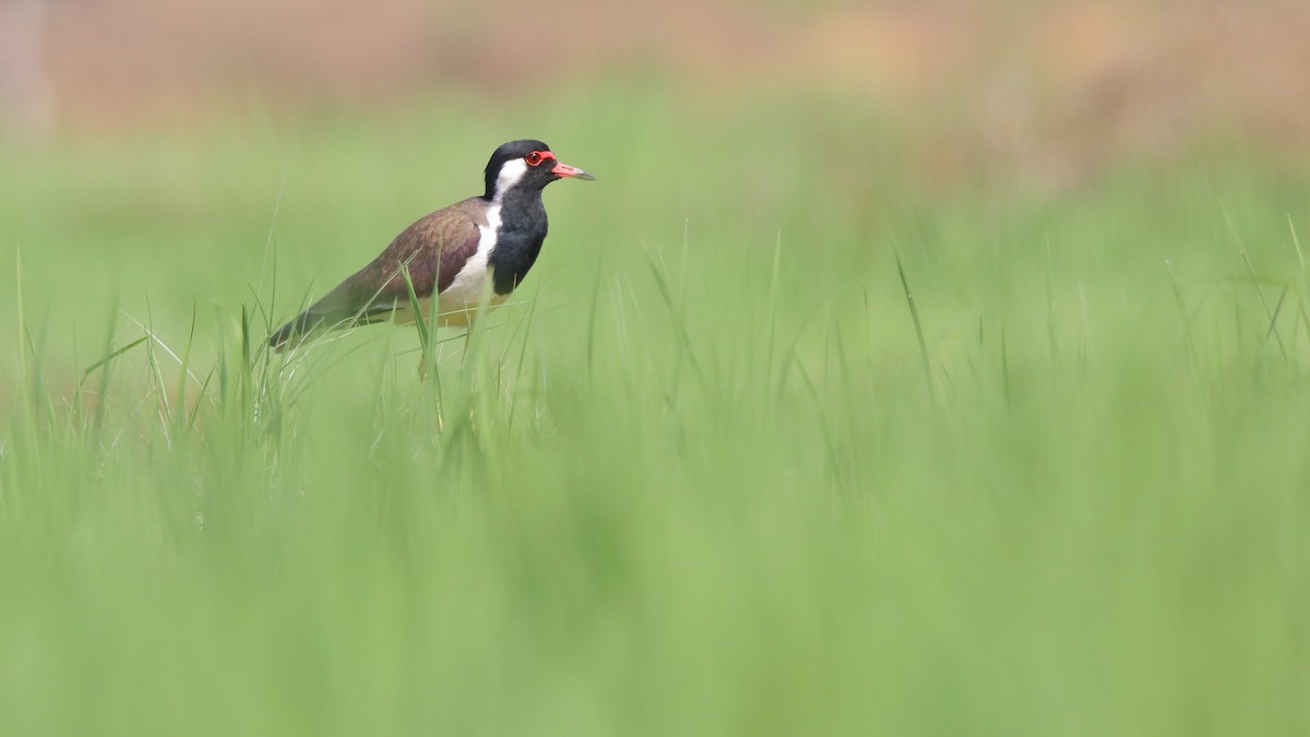 Red-wattled Lapwing - Harshith JV