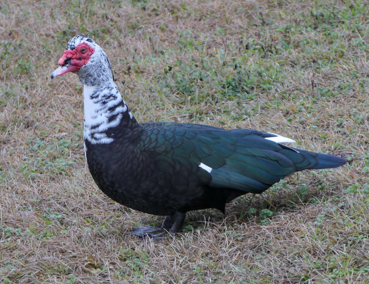 Muscovy Duck (Domestic type) - Claire Herzog