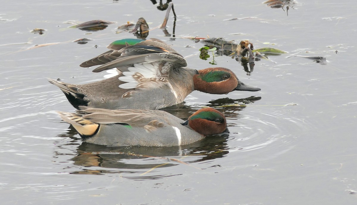 Green-winged Teal - Claire Herzog
