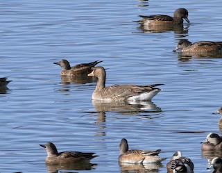 Greater White-fronted Goose, ML83168781