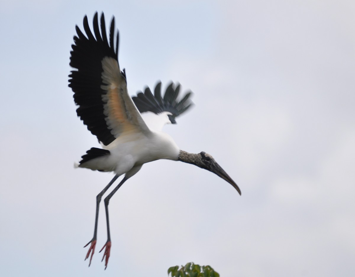 Wood Stork - David French