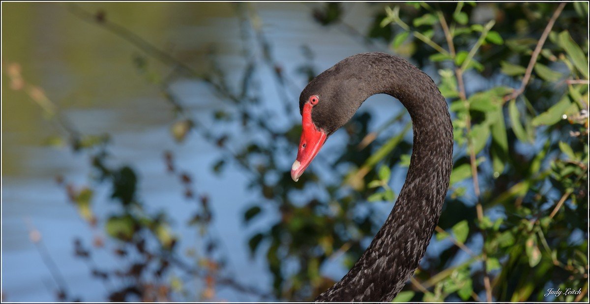 Black Swan - Judy Leitch