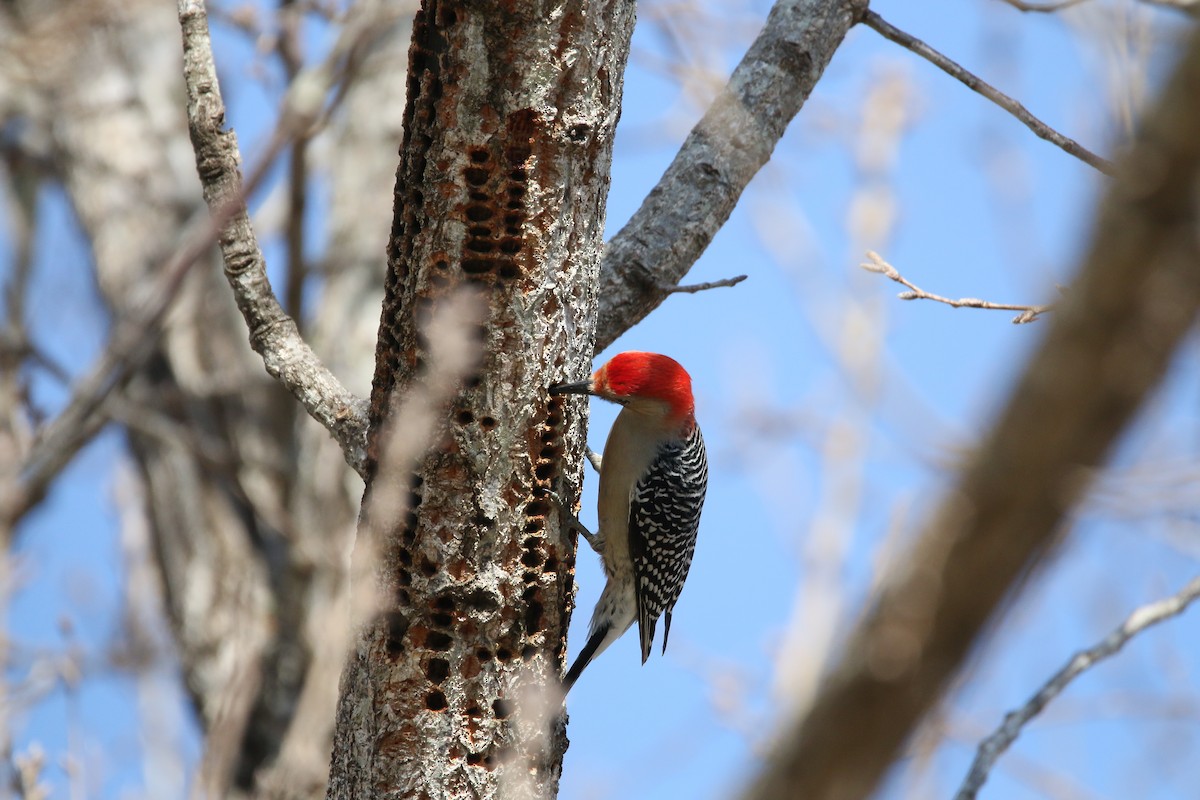 Red-bellied Woodpecker - ML83170991