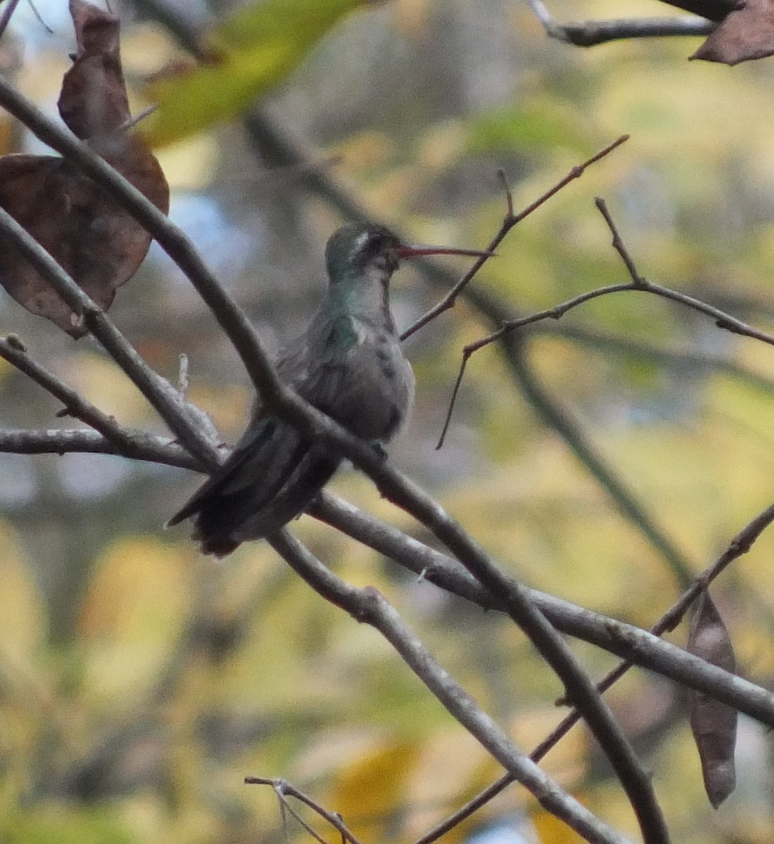 Broad-billed Hummingbird - Candy McNamee