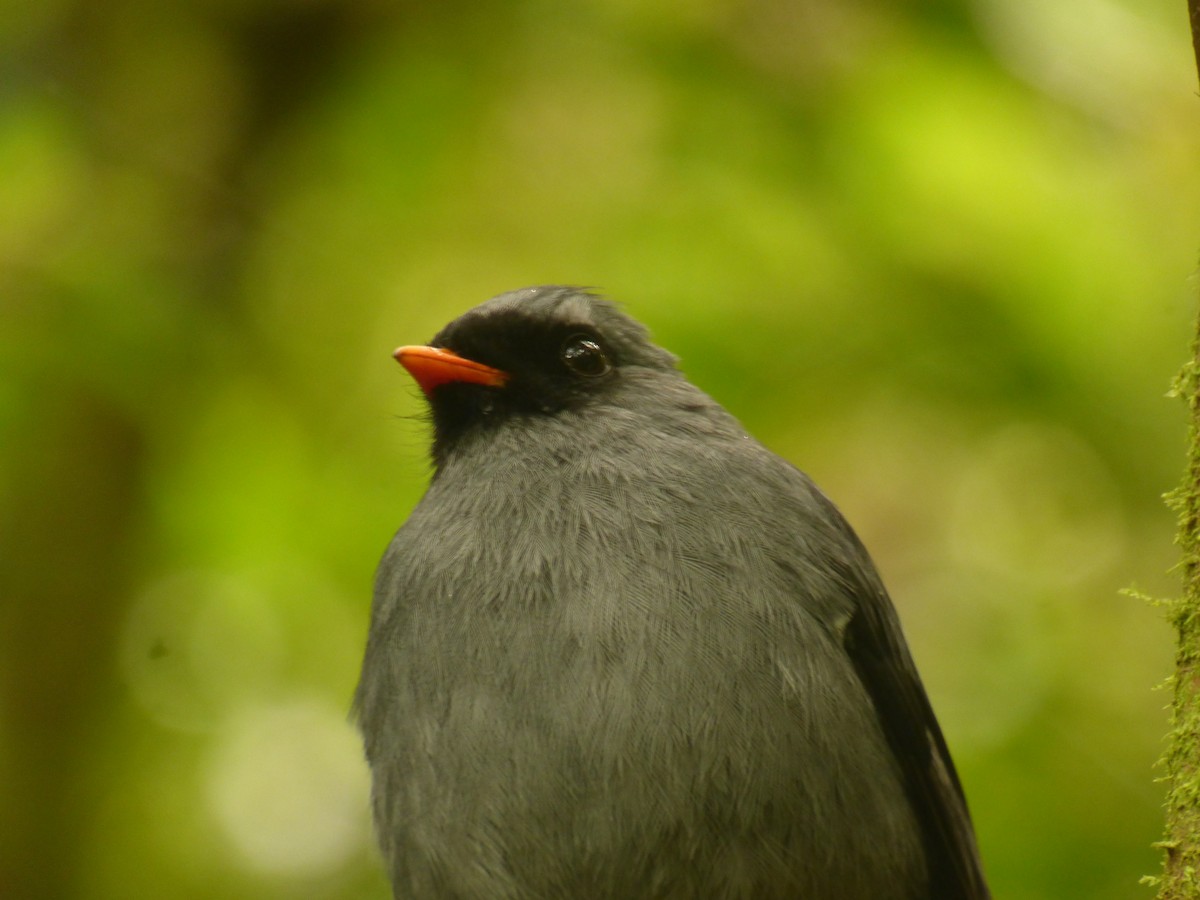Black-faced Solitaire - ML83175251