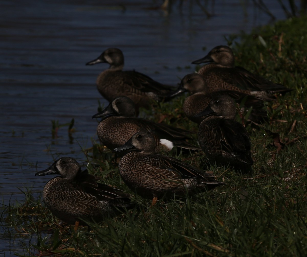 Blue-winged Teal - ML83176391