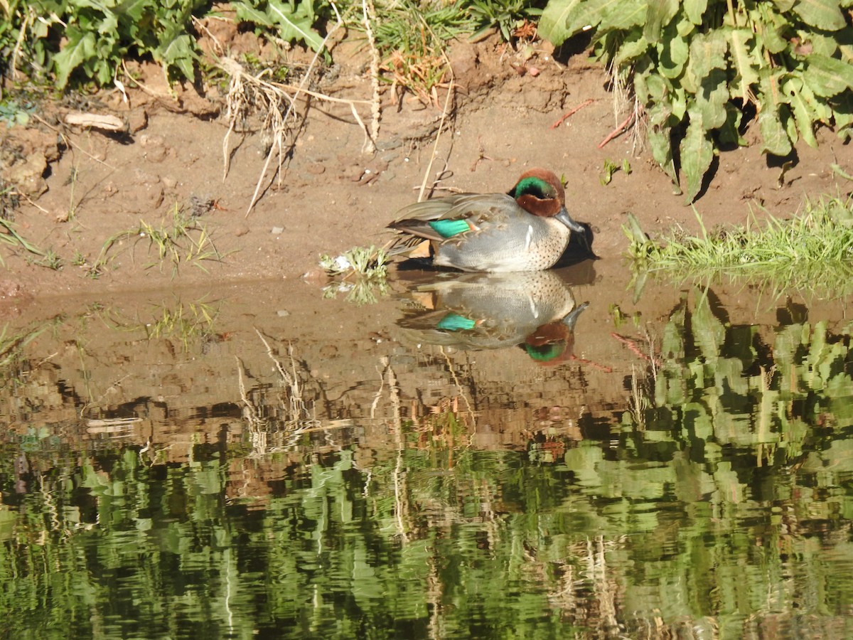 Green-winged Teal - ML83180151