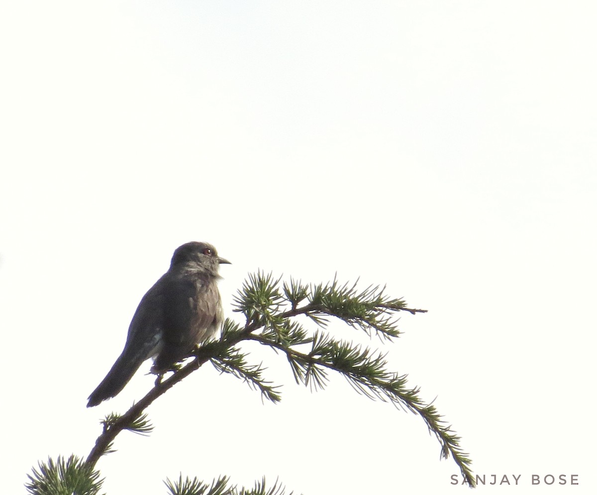 Gray-bellied Cuckoo - Pranita B