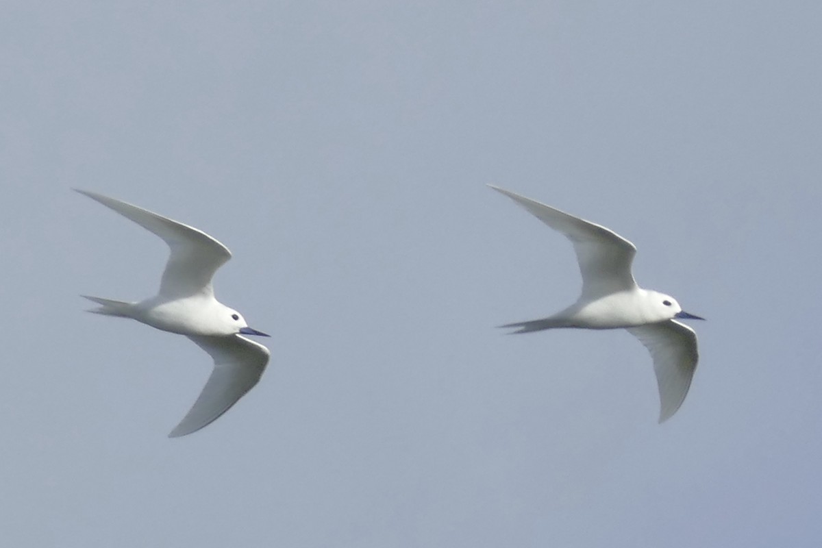 White Tern - Peter Kaestner