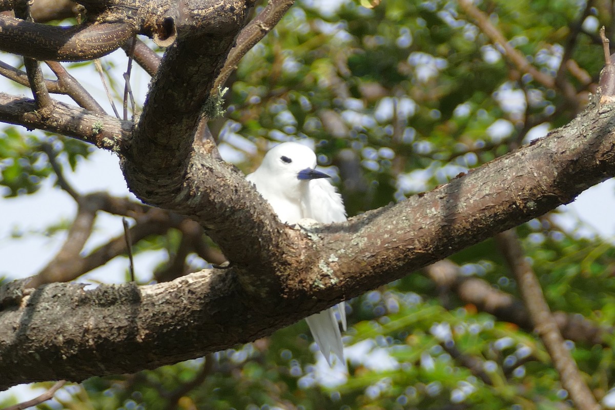 White Tern - ML83180591