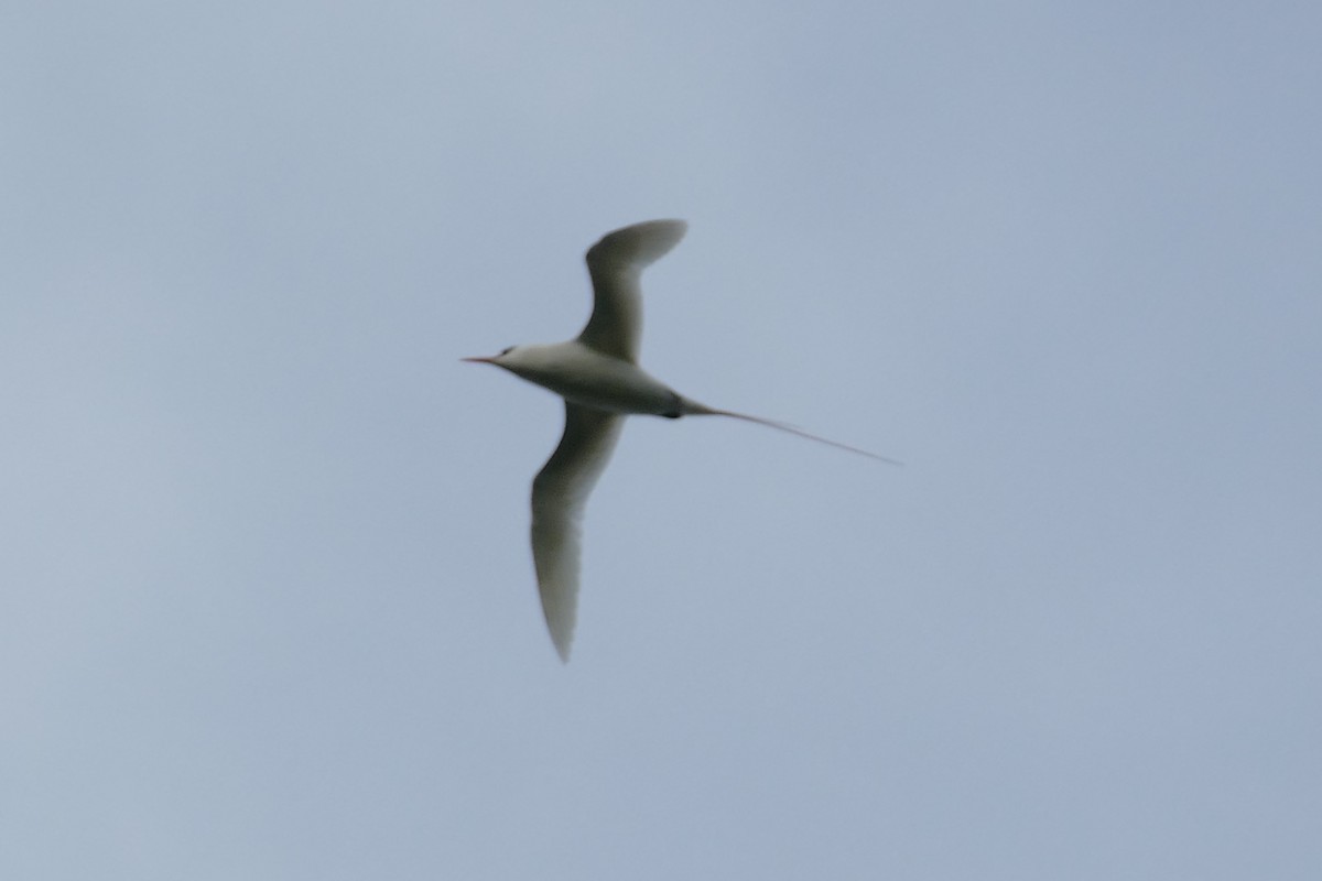 Red-tailed Tropicbird - ML83180651