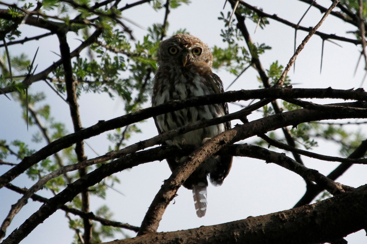 Pearl-spotted Owlet - ML83181421