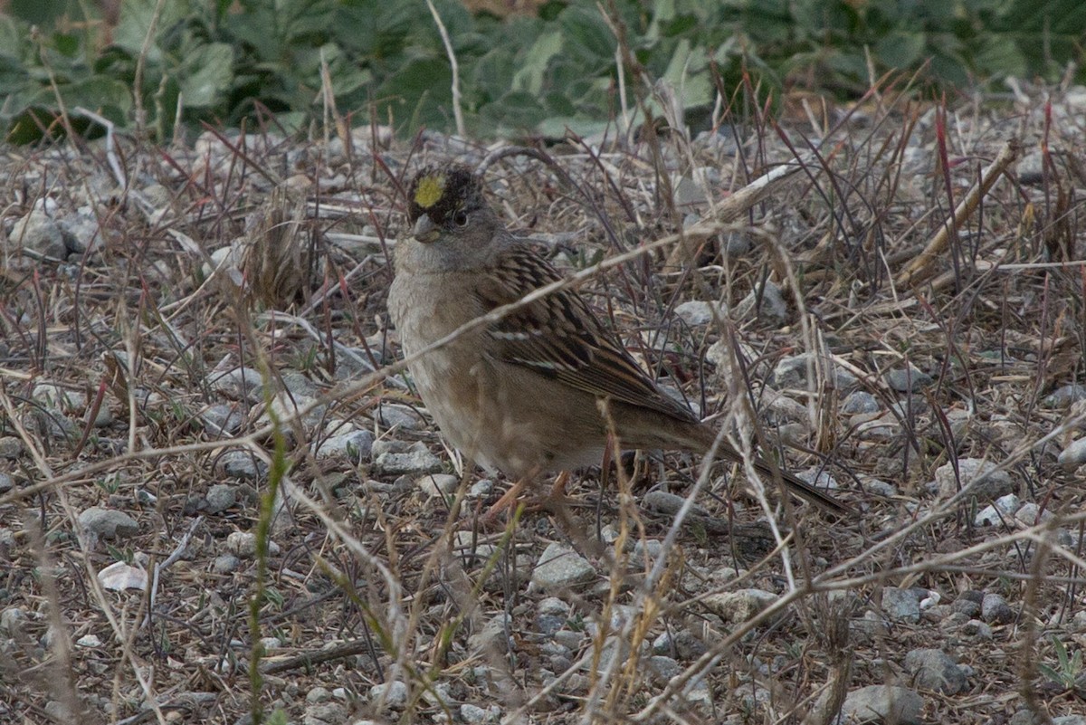 Golden-crowned Sparrow - Lindy Fung