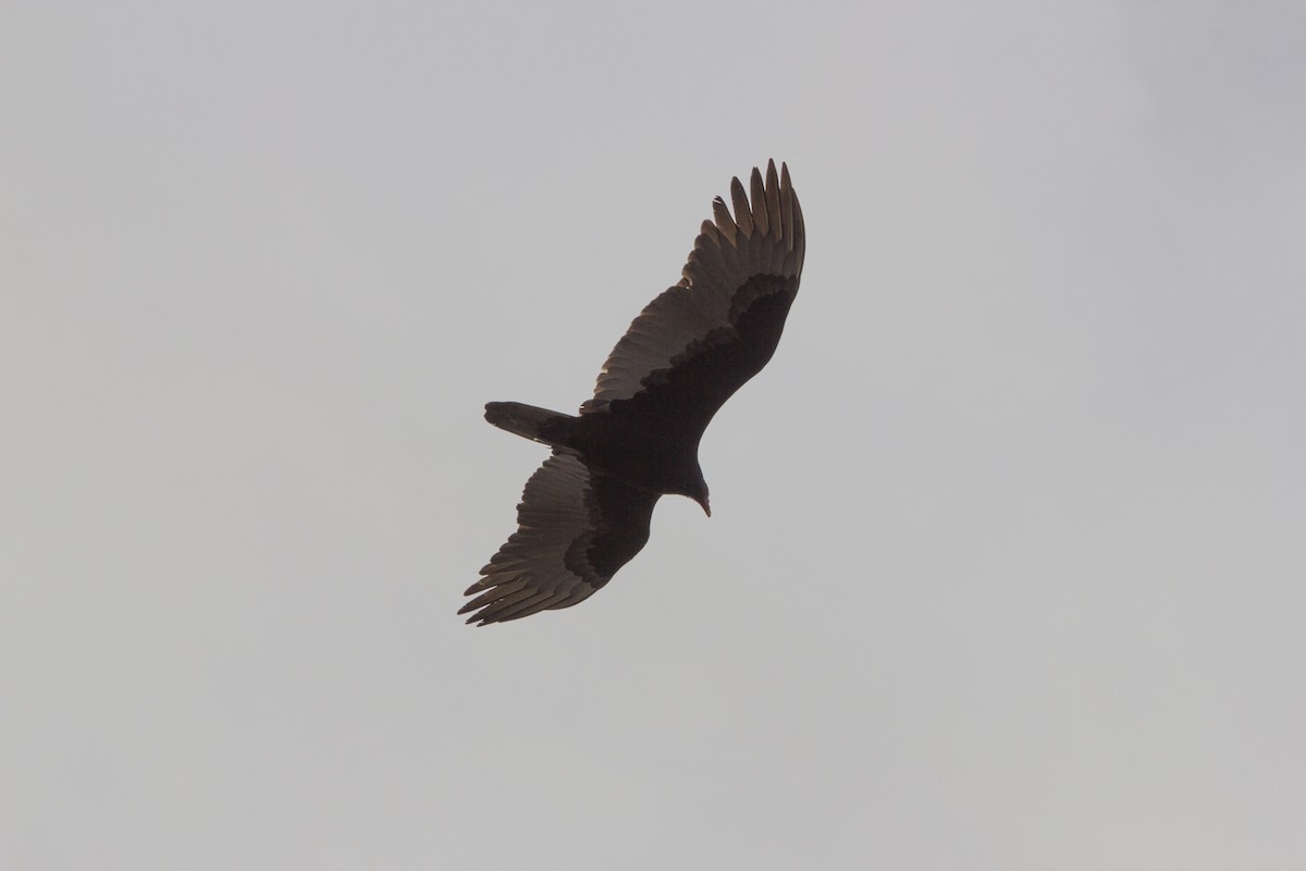 Turkey Vulture - Lindy Fung