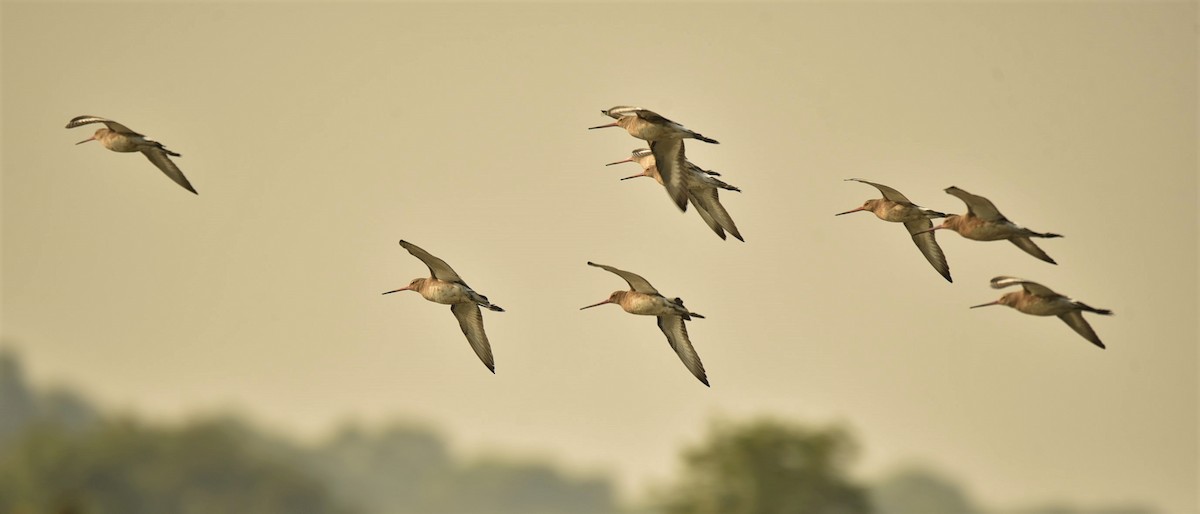 Black-tailed Godwit - Sajeev Krishnan