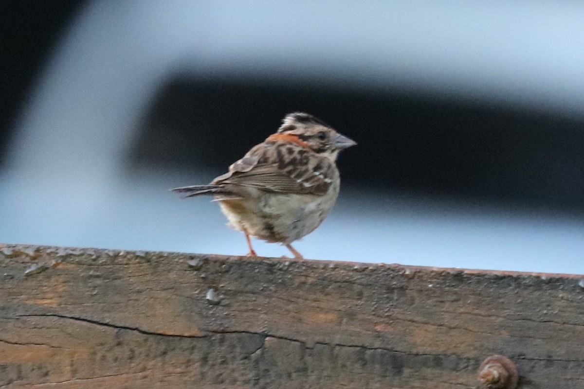 Rufous-collared Sparrow - John Bruin