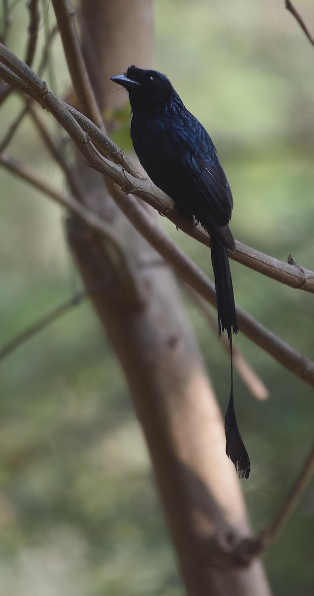 Greater Racket-tailed Drongo - ML83186631