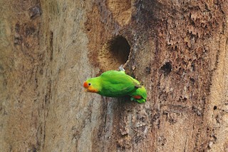  - Red-headed Lovebird