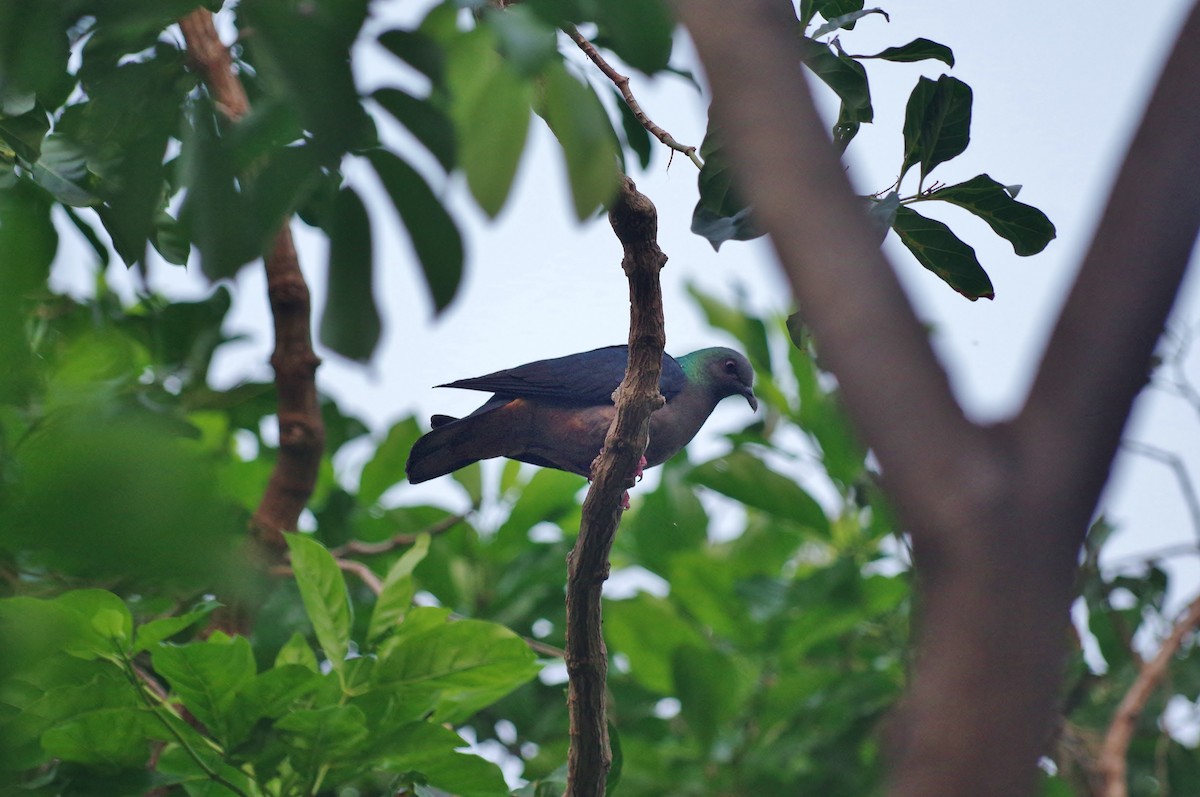 Sao Tome Pigeon - Thibaud Aronson