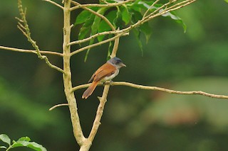  - Sao Tome Paradise-Flycatcher