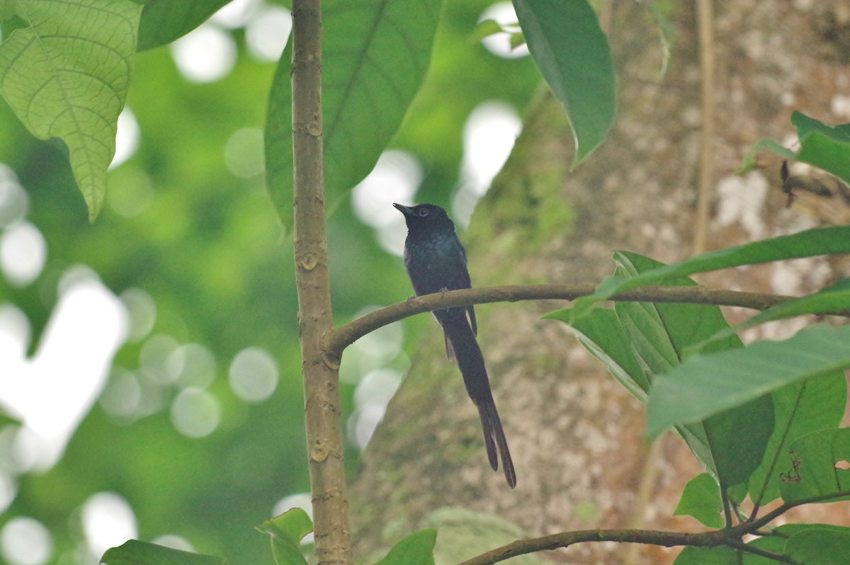 Sao Tome Paradise-Flycatcher - Thibaud Aronson