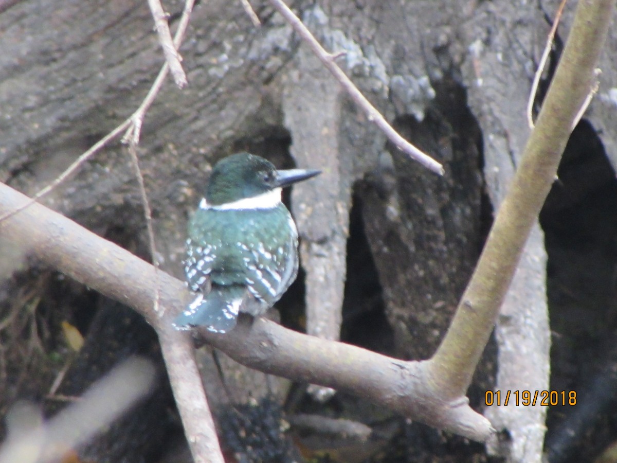Green Kingfisher - Kurk Dorsey