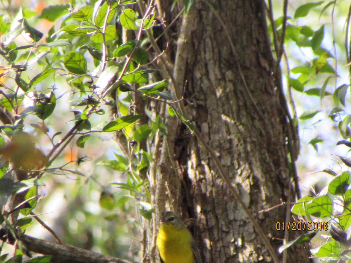 Golden-crowned Warbler - ML83189491