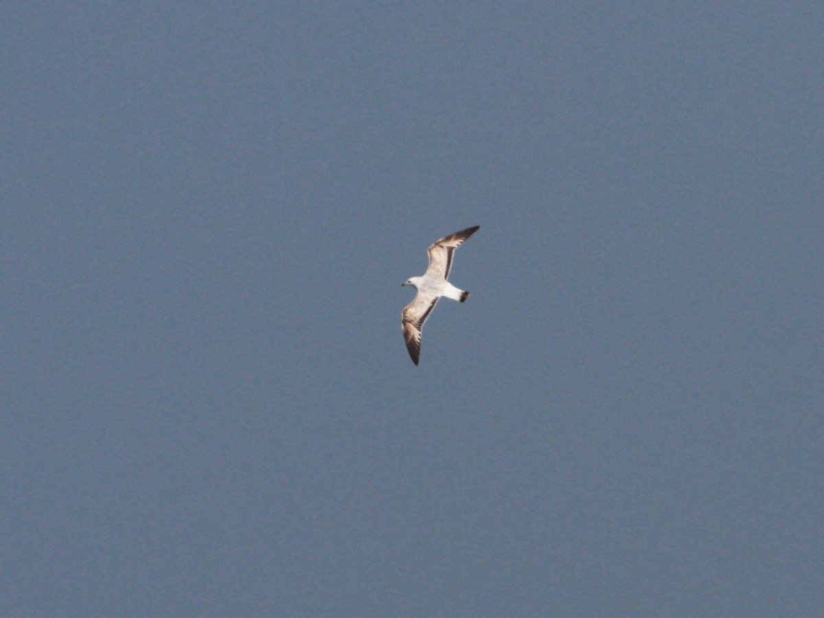 Common Gull - Zhi-Yuan Cai