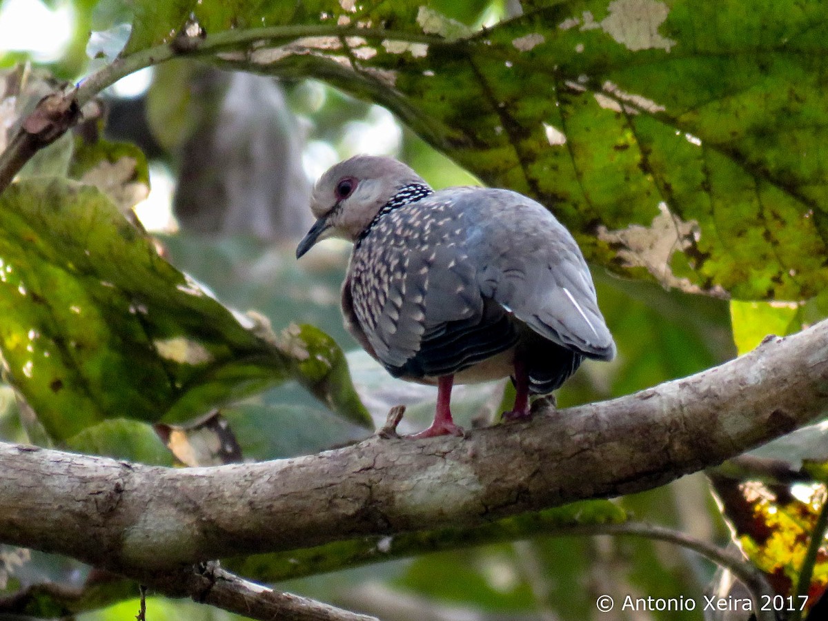 Spotted Dove - ML83200101