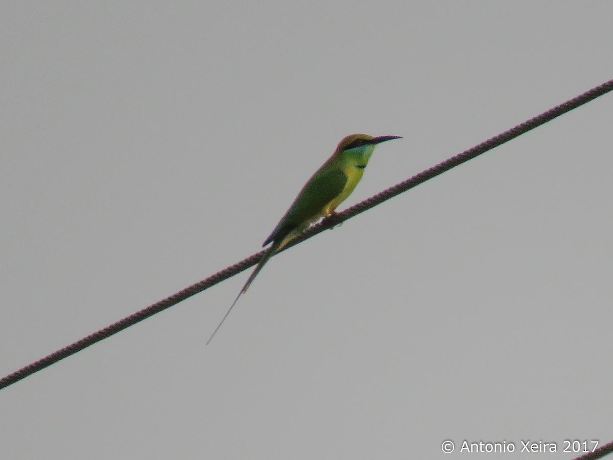 Asian Green Bee-eater - ML83200311