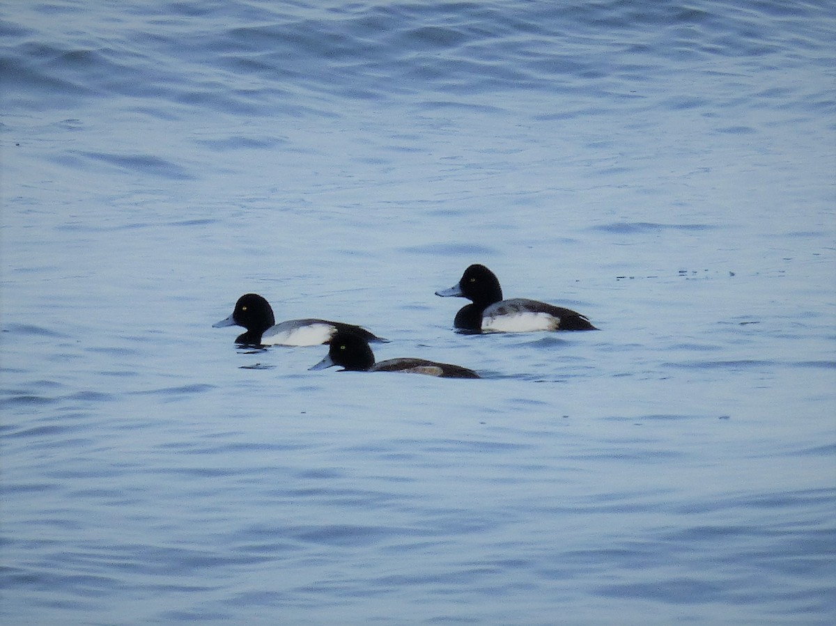 Greater Scaup - Ralph Ford