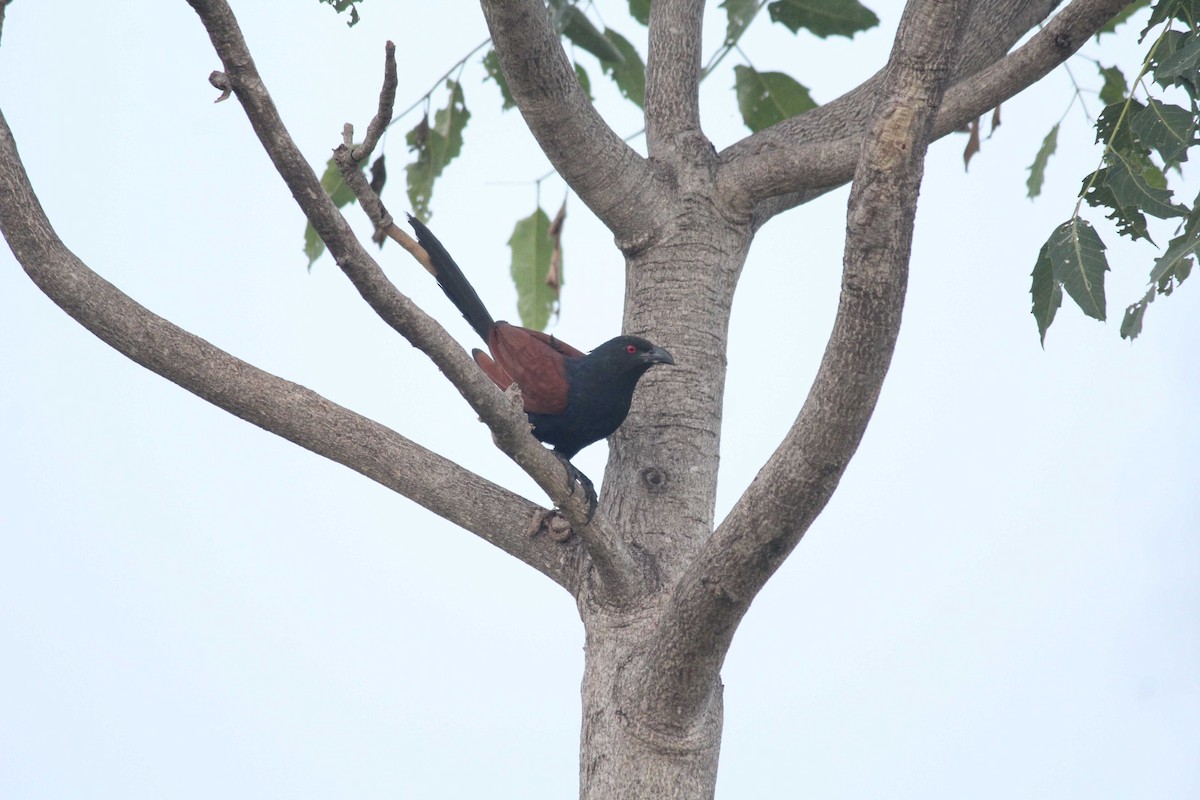 Greater Coucal - ML83201591