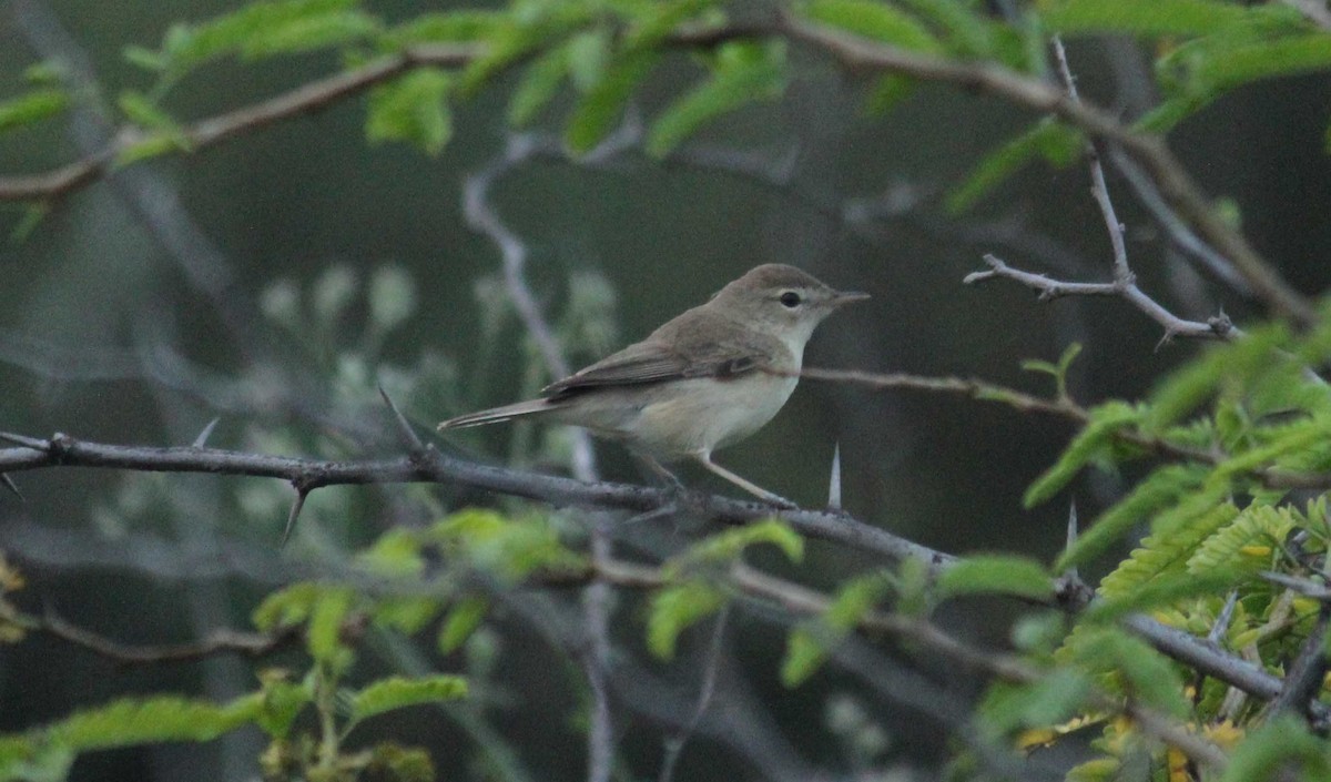 Booted Warbler - ML83201651