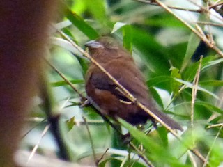 Female - Francisco González Táboas - ML83202431