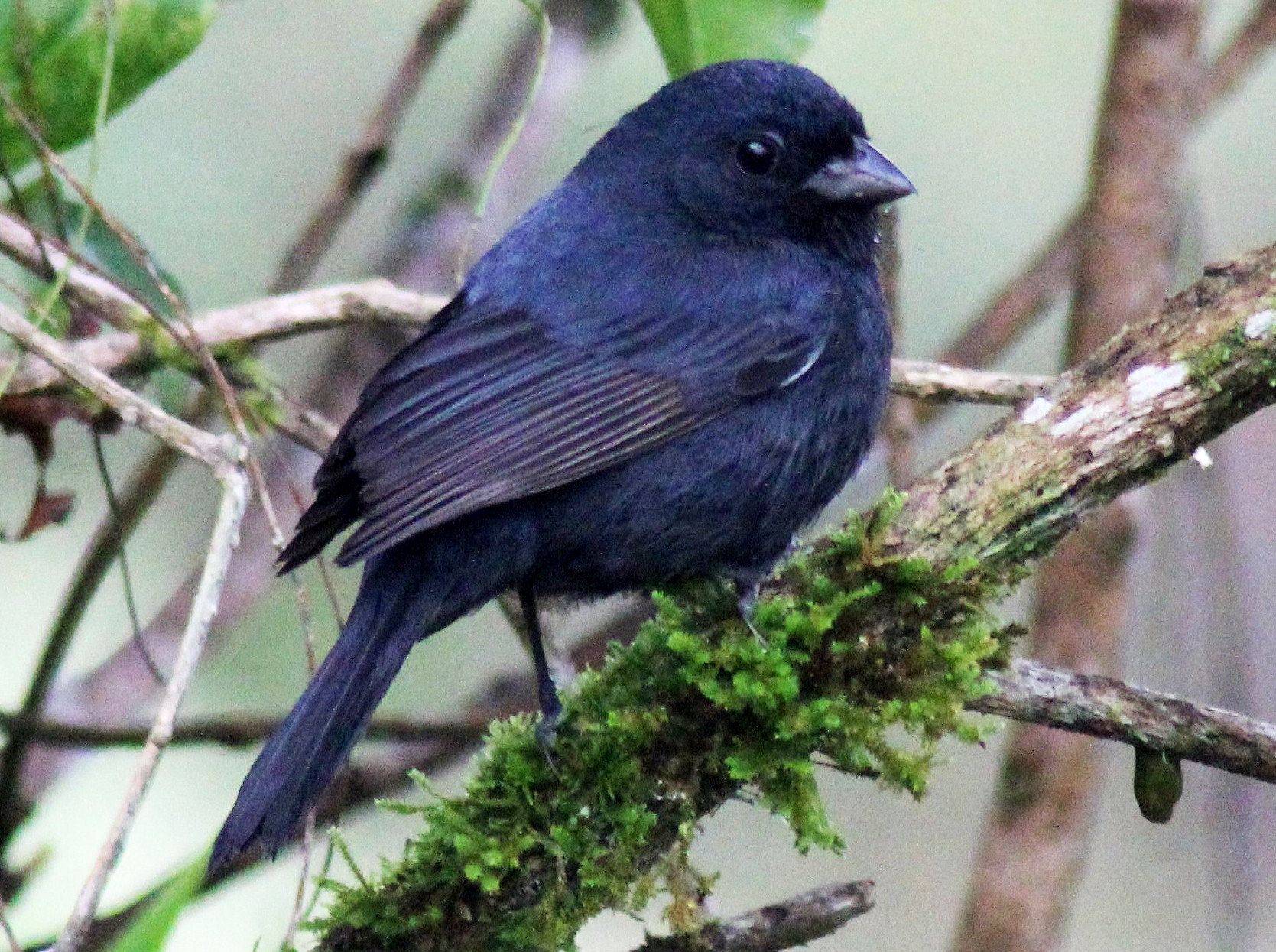 Blackish-blue Seedeater - Douglas Meyer