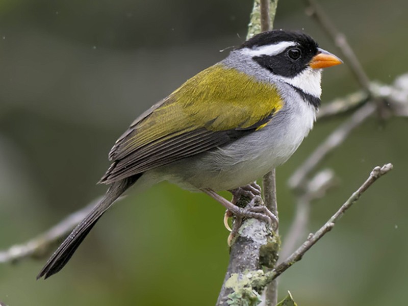 Canto Do Tico Tico Do Bico Amarelo Tico Tico De Bico Amarelo Ebird