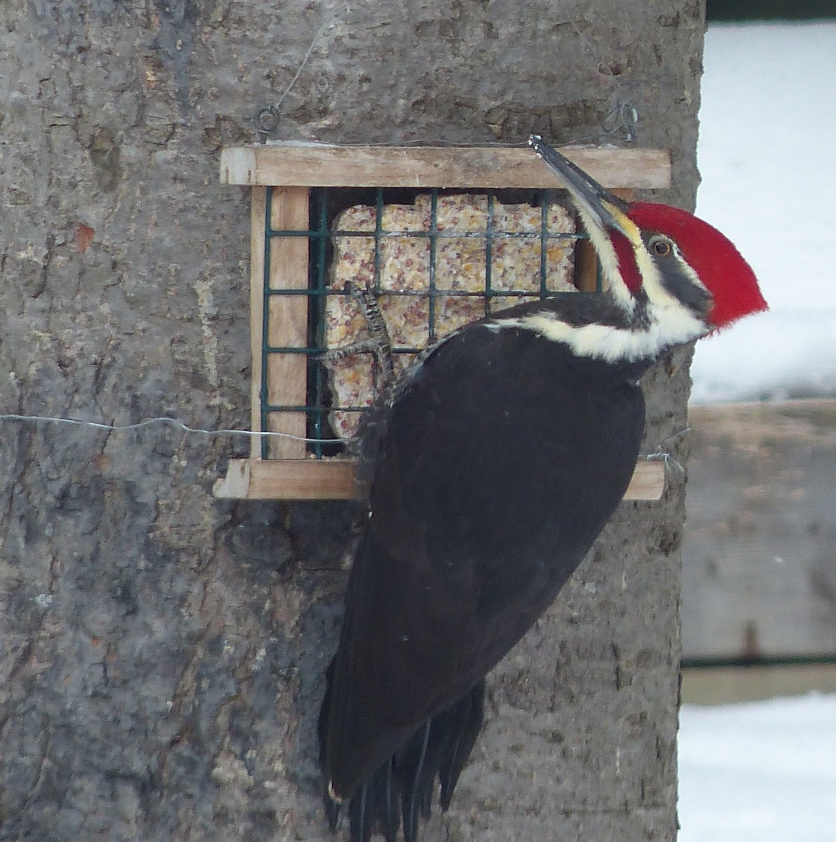 Pileated Woodpecker - robin lepage