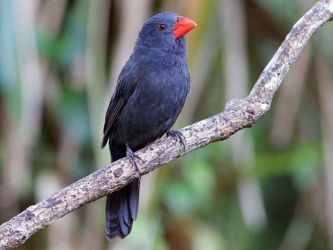 Black-throated Grosbeak - Luiz Matos