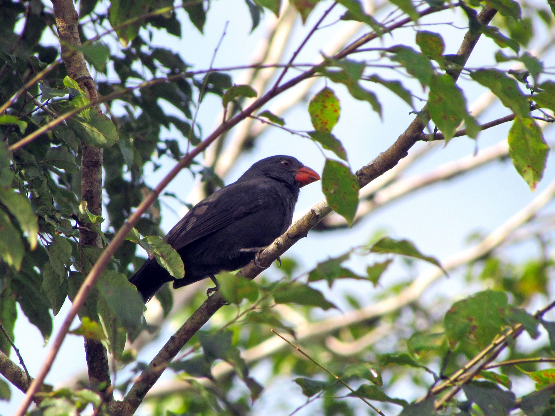 Black-throated Grosbeak - Lia Kajiki