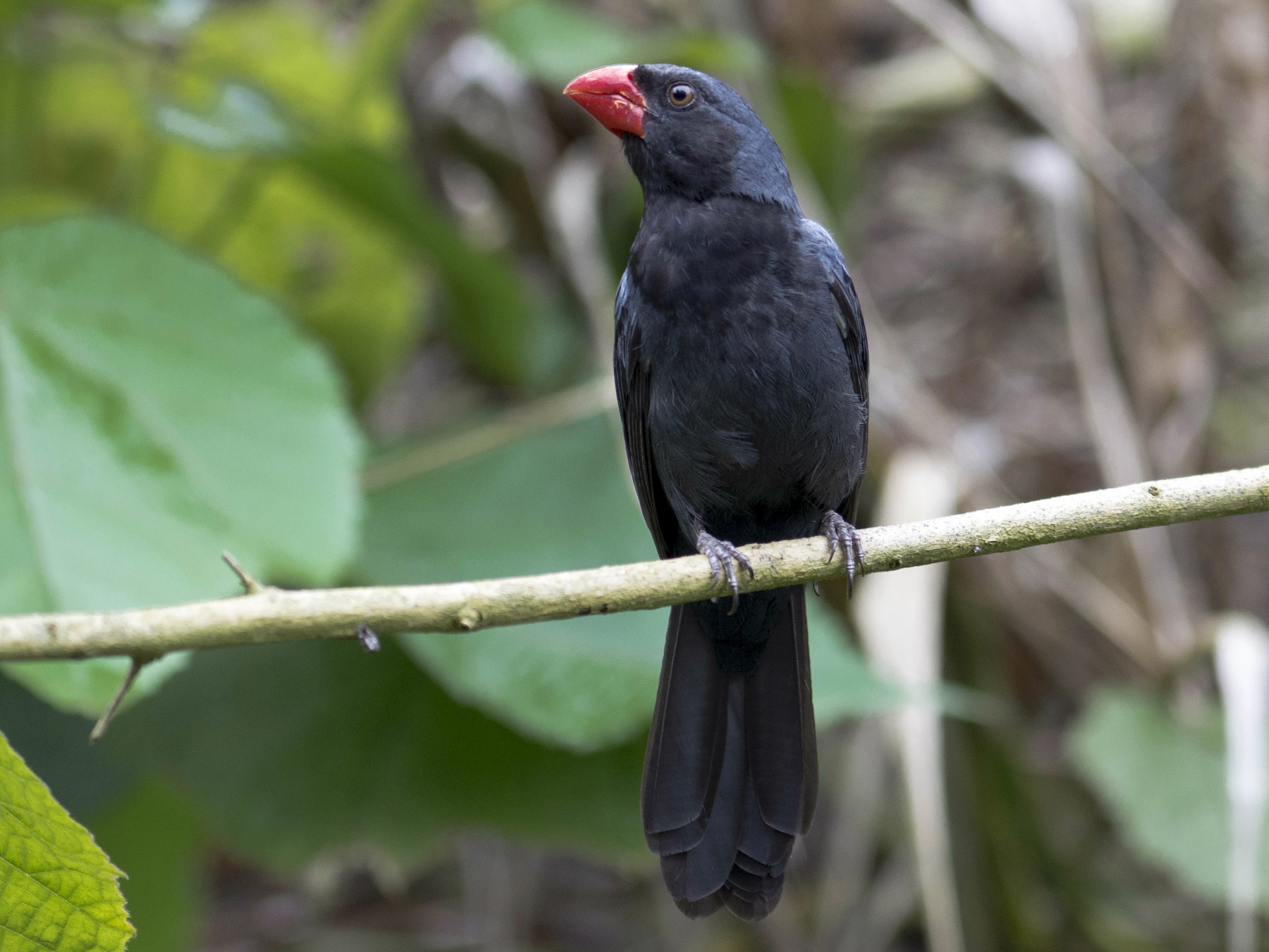 Black-throated Grosbeak - Hudson - BirdsRio