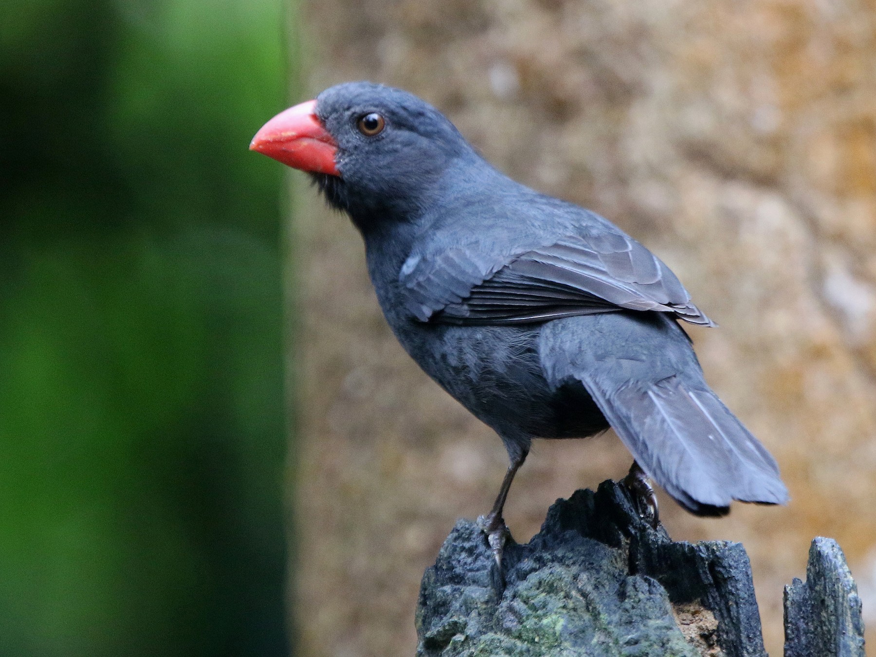 Black-throated Grosbeak - Ian Thompson